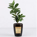 Ficus Compacta Plant For Best Brother 